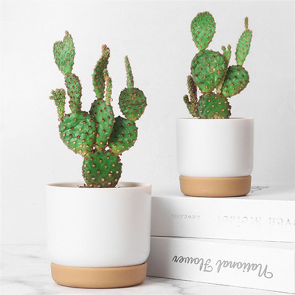 Round Cactus Succulent Plants  - огляд і ціна Echeveria Succulent