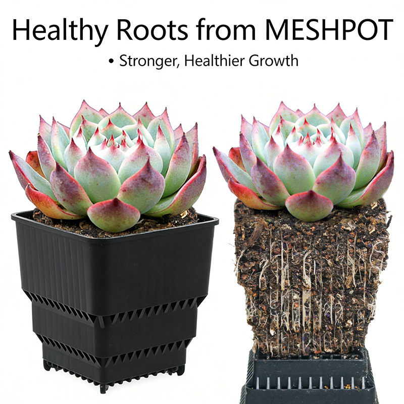 MESHPOT 6-Pack Square Pots for - огляд і ціна Echeveria Succulent