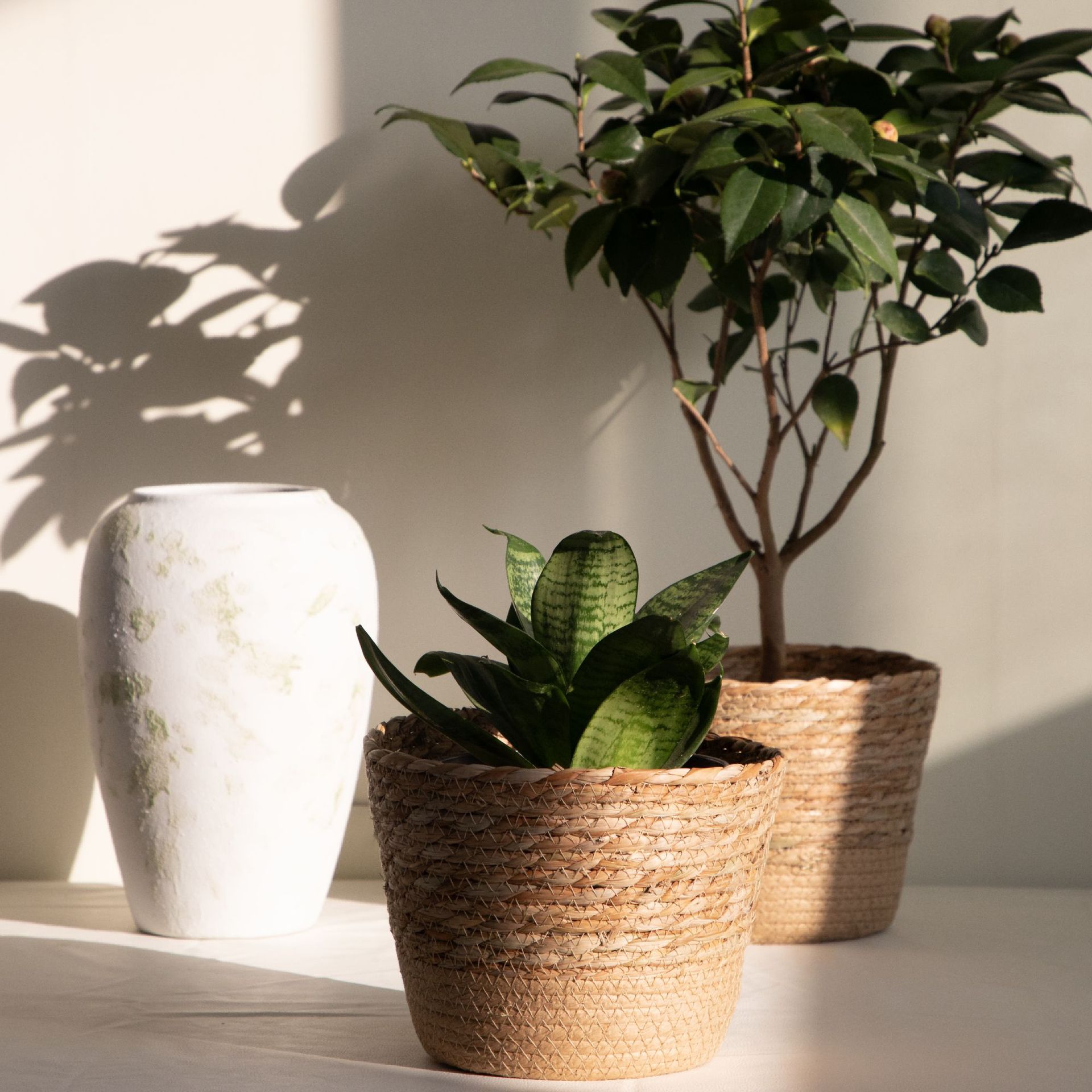 Multi-purpose Woven Storage Ba - огляд і ціна Aloe Vera Pot
