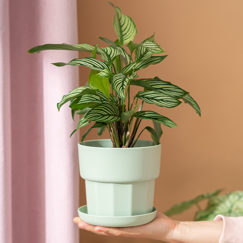 Nordic Minimalist Style Green  - огляд і ціна Aloe Vera Pot
