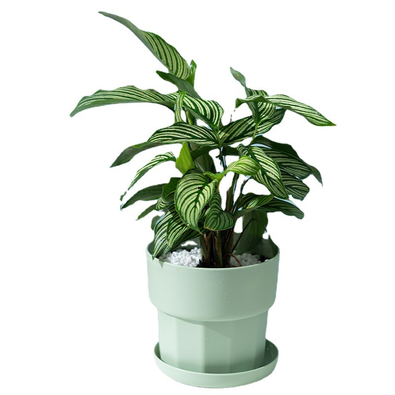 Nordic Minimalist Style Green  - огляд і ціна Aloe Vera Pot