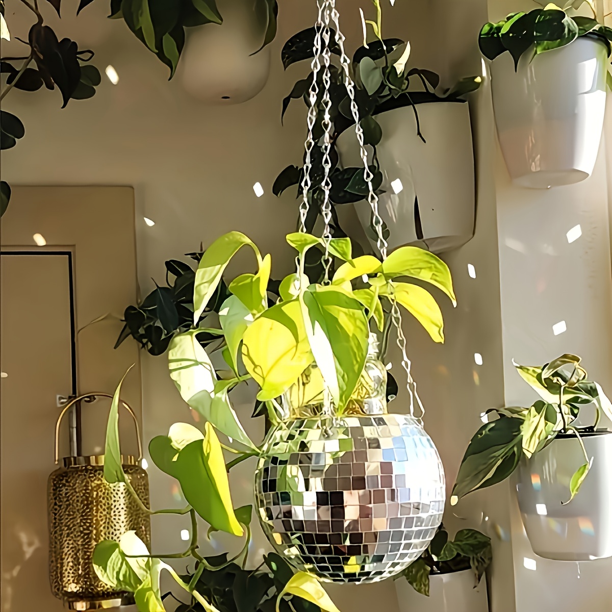 Disco Mirror Ball Hanging Flow - огляд і ціна Echeveria Succulent