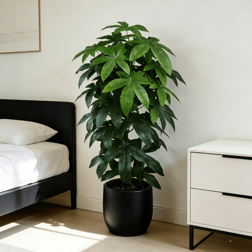 An Artificial Money Tree Pachi - огляд і ціна Monstera Adansonii